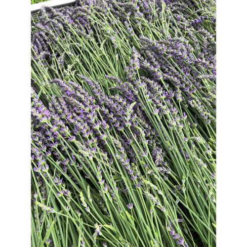 Lavender Bouquet