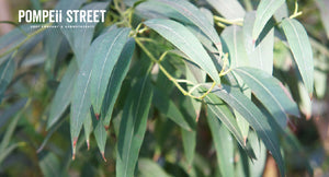 Eucalyptus Radiata - a 1,8 cineole-rich favorite