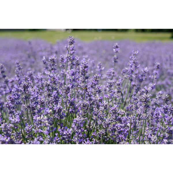 Green Ridge Lavender Soap Bar