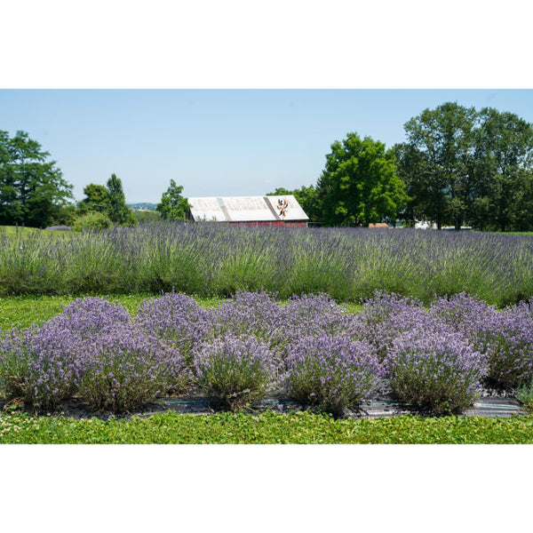 Green Ridge Lavender Soap Bar