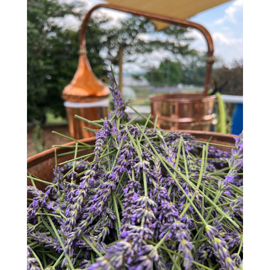 Green Ridge Lavender Soap Bar