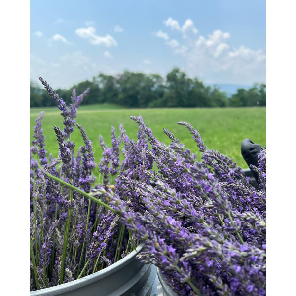 Green Ridge Lavender Soap Bar