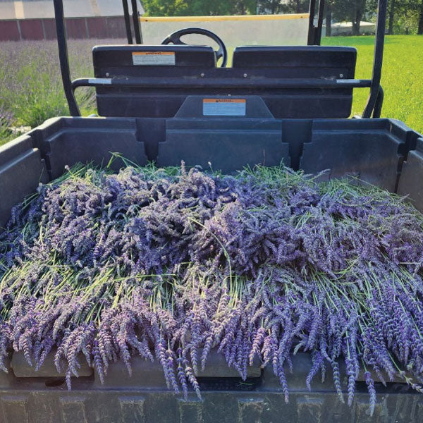 Green Ridge Lavender Soap Bar