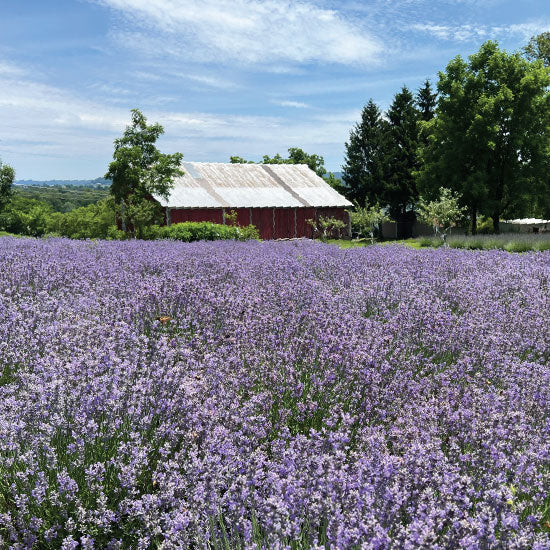 Green Ridge Lavender Soap Bar