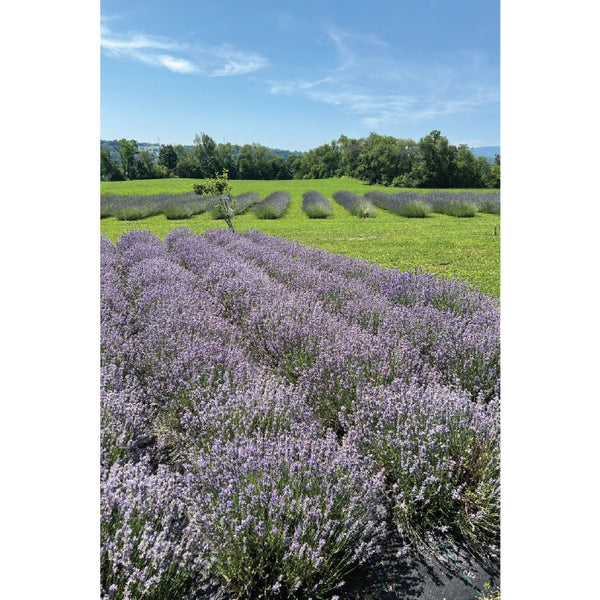 Green Ridge Lavender Soap Bar